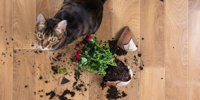 A cat sitting on the floor next with a broken pot
