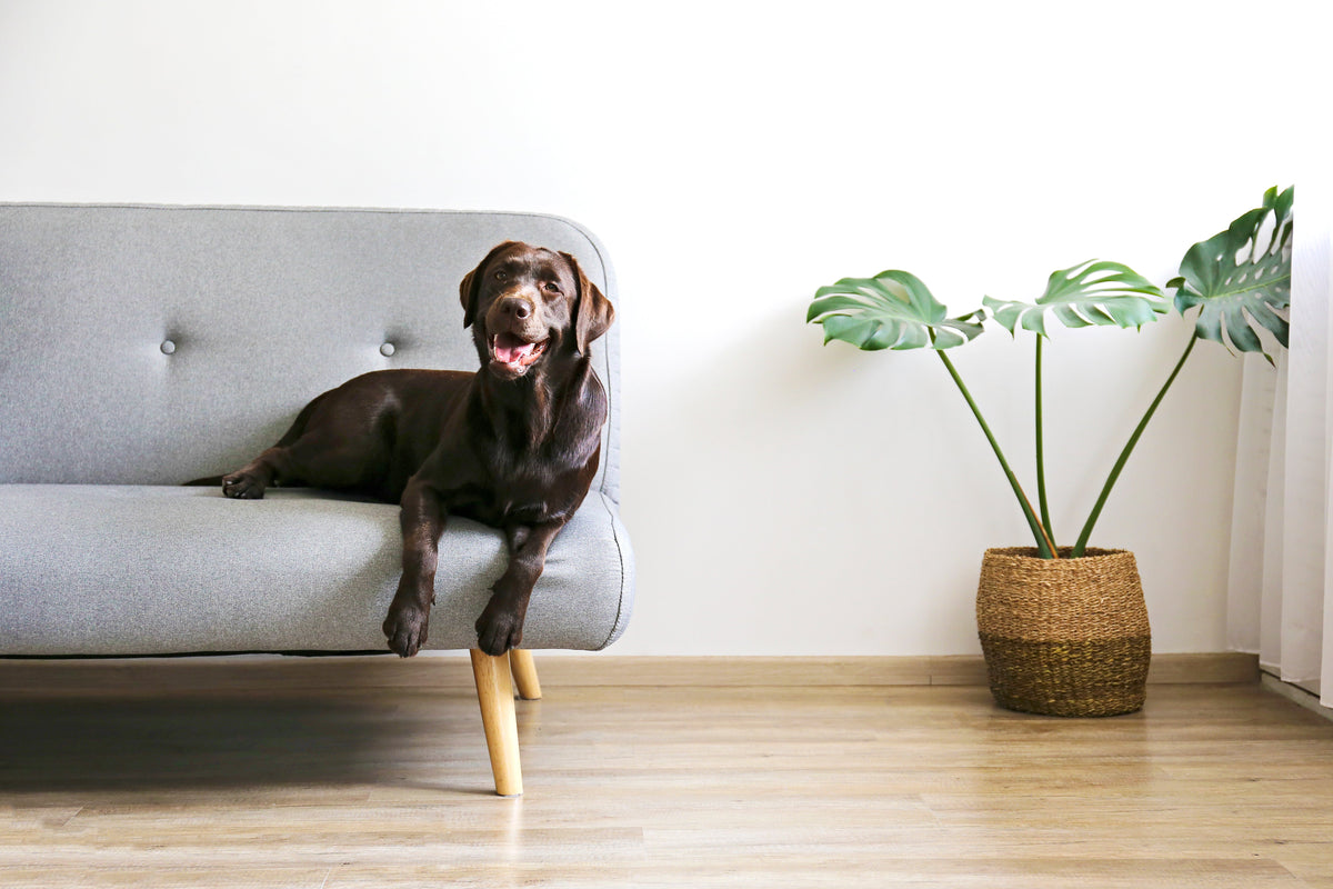 Dogs can love hardwood flooring too