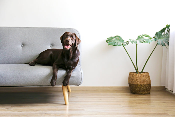 Dogs can love hardwood flooring too
