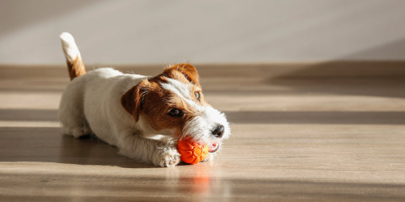 Dog playing with a toy on the floor