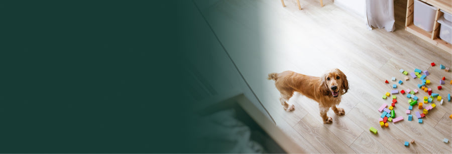 Wide-plank flooring in a bright living room with a dog resting on it
