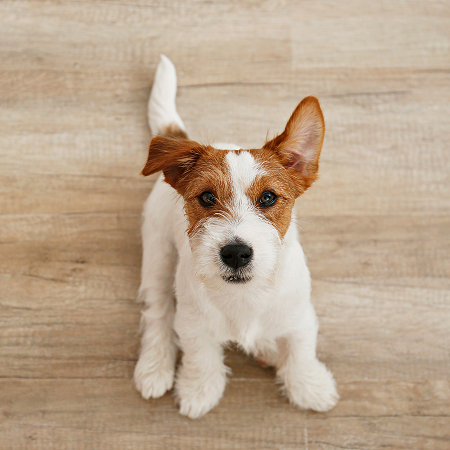 Petfriendly 1