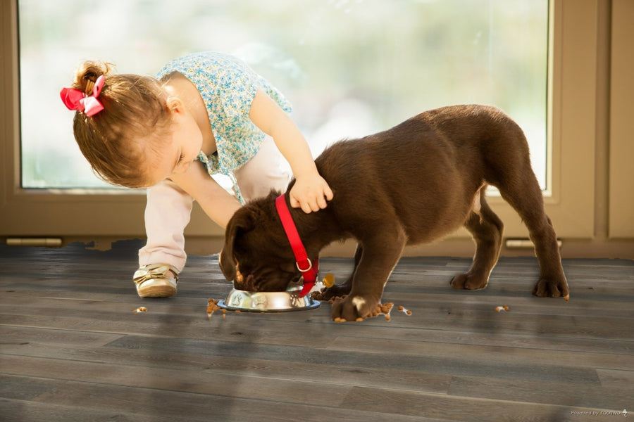 A dog on a wide-plank engineered hardwood floor in Loxley oak
